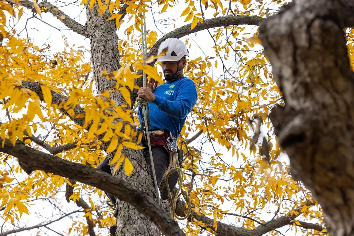 Skilled Storm Damage Cleanup crew working in Oakdale